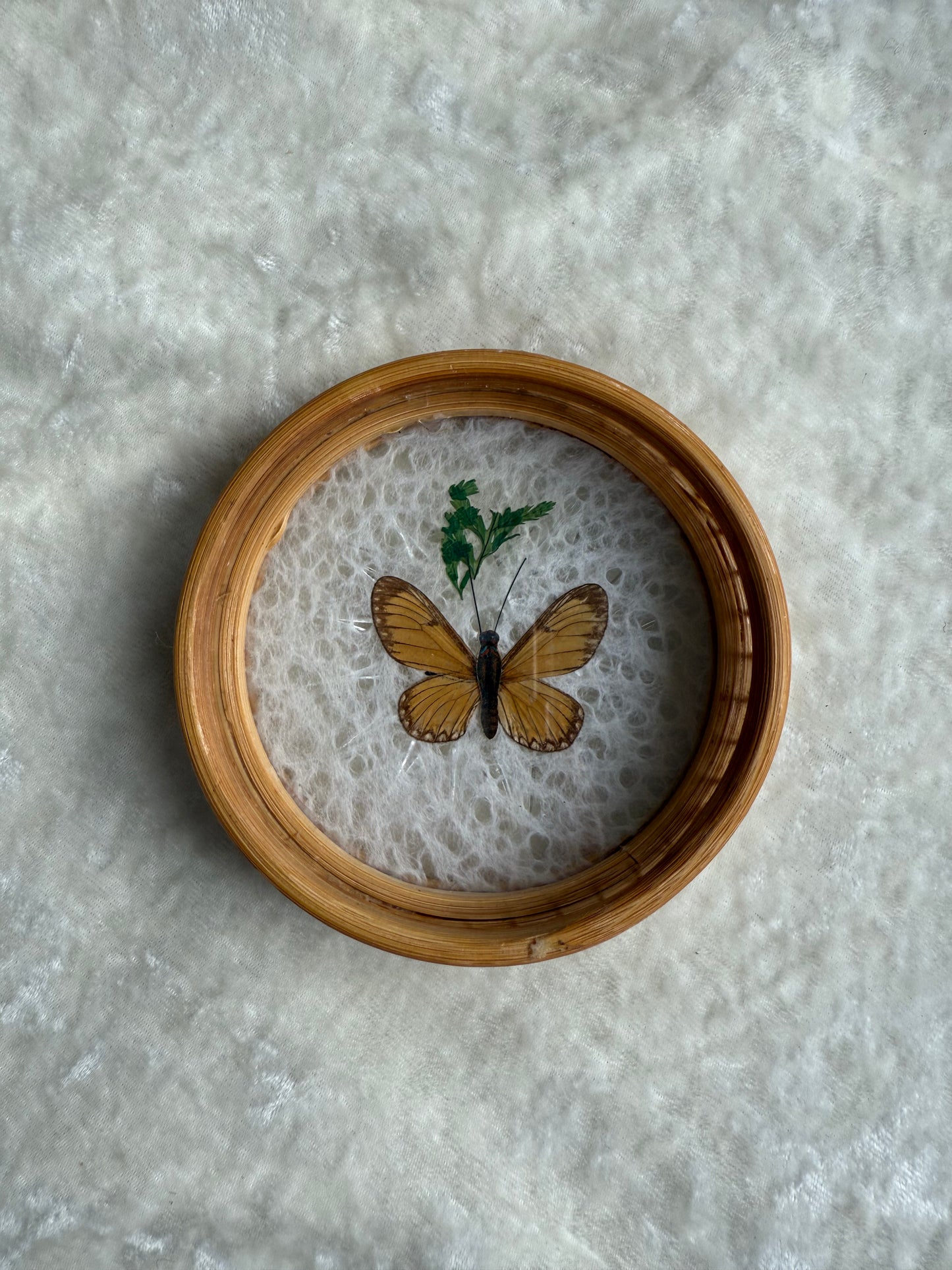 Cinq sous-verres vintage papillons séchés tour en bambou