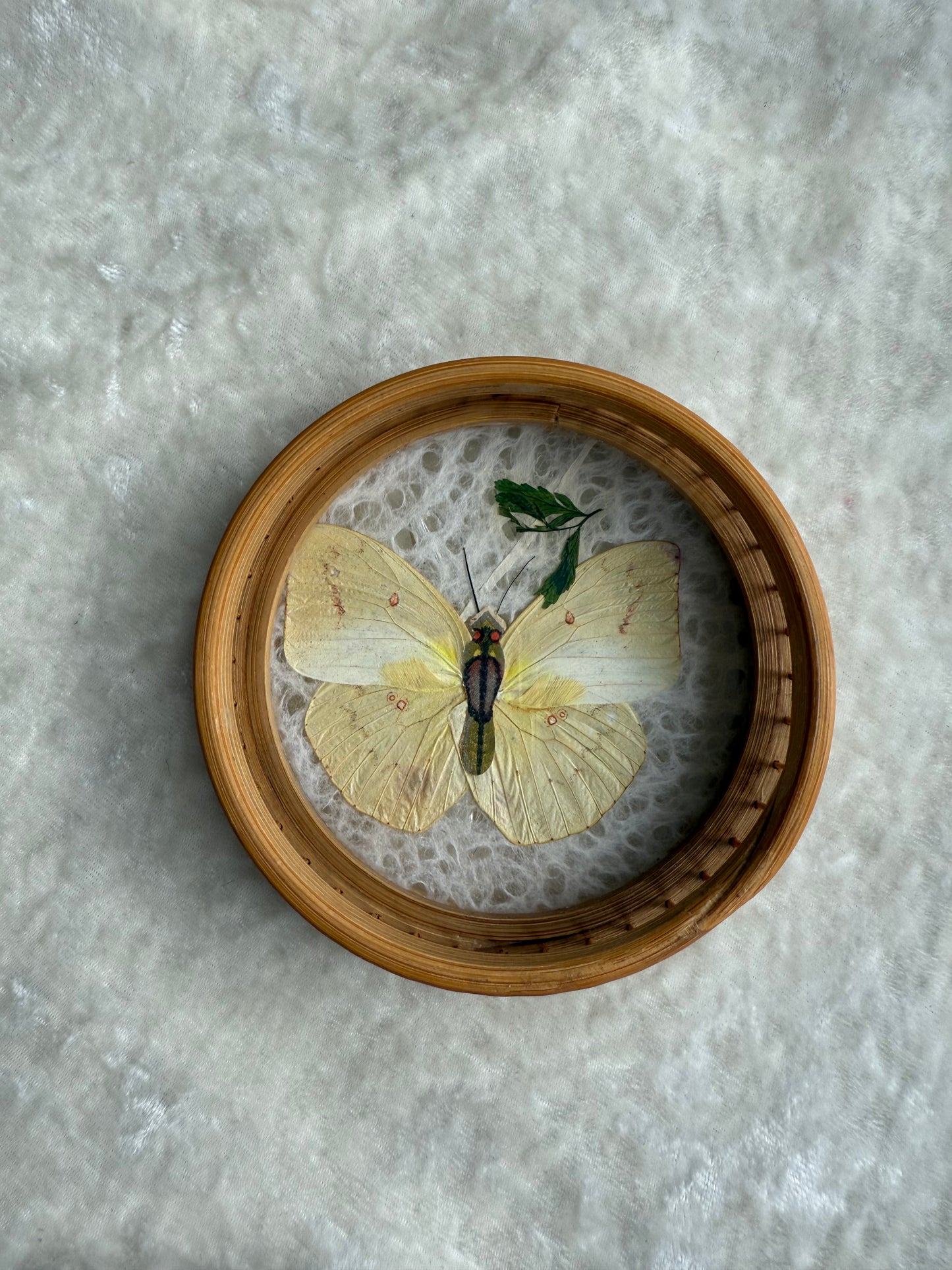 Cinq sous-verres vintage papillons séchés tour en bambou