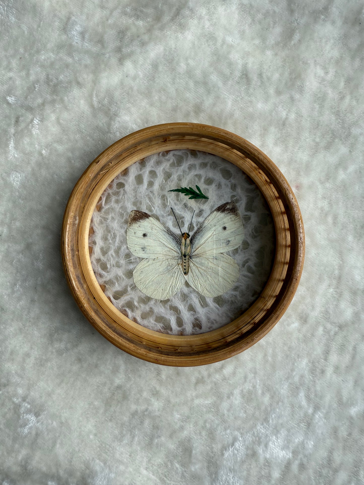 Cinq sous-verres vintage papillons séchés tour en bambou