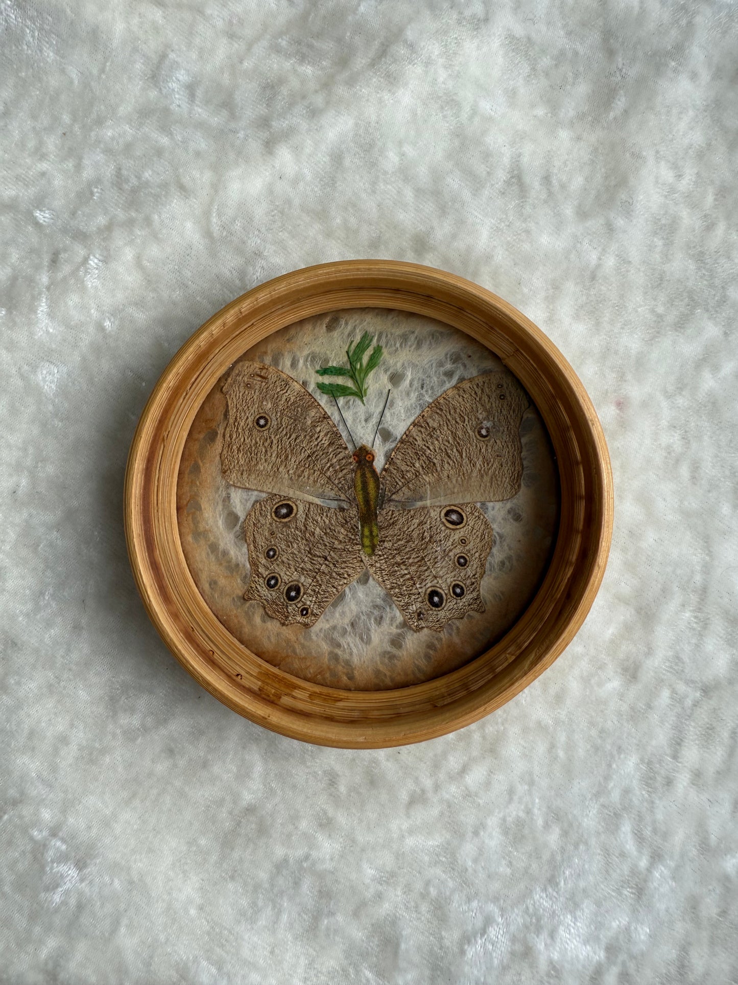 Cinq sous-verres vintage papillons séchés tour en bambou