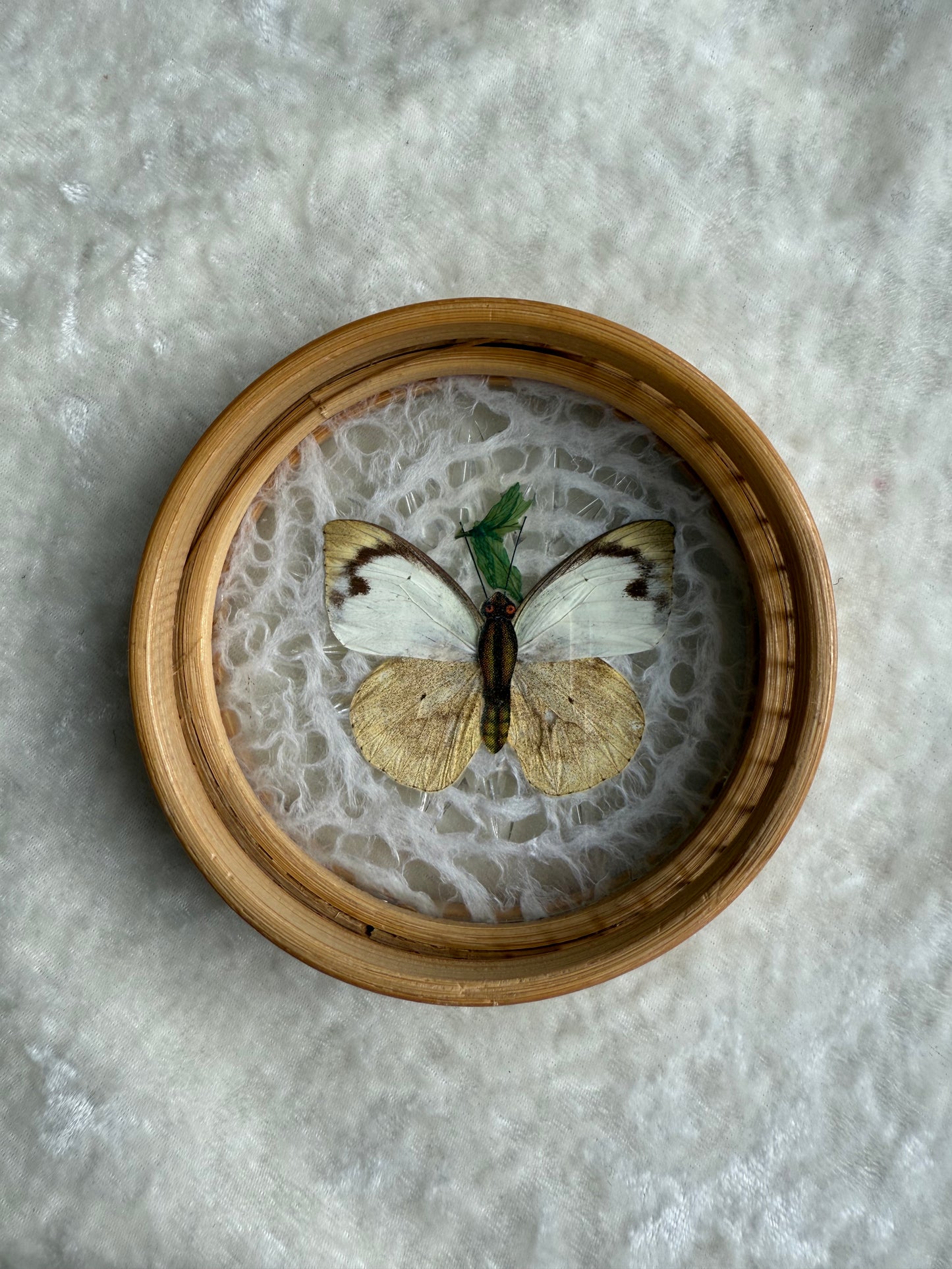 Cinq sous-verres vintage papillons séchés tour en bambou