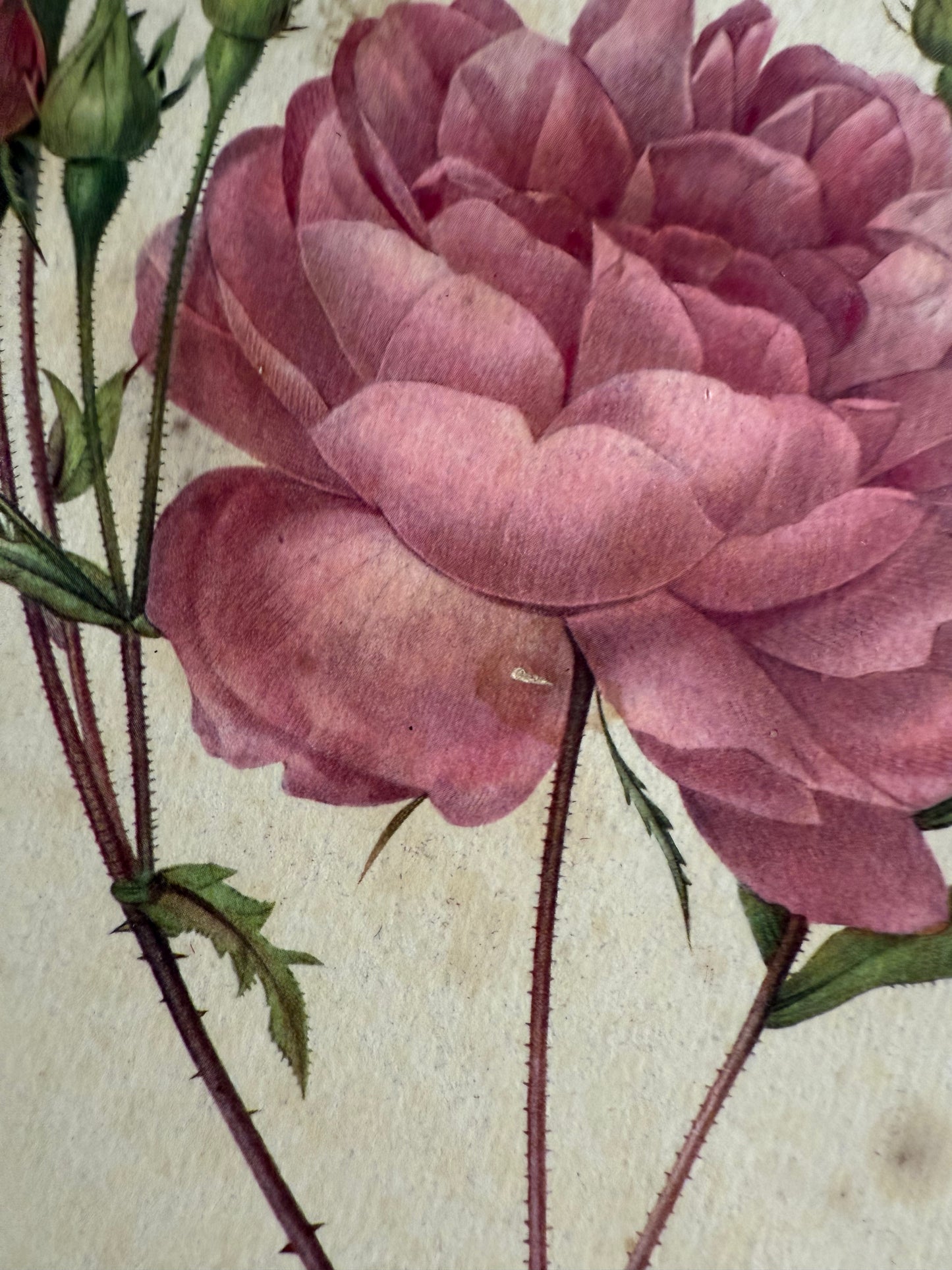 Plateau rond métallique ancien avec dessin de rose